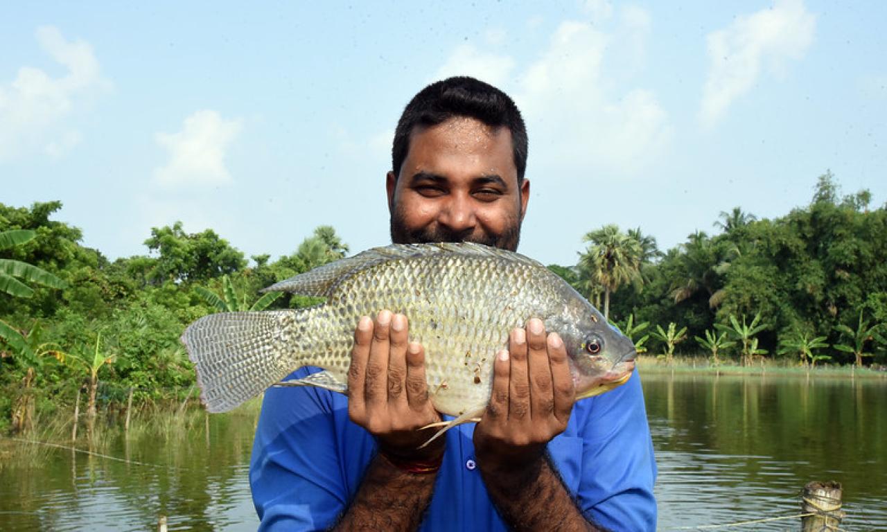 A fish farmer poses with his genetically-improved tilapia in Odisha, India. Photo by Arabinda Mahapatra.    
