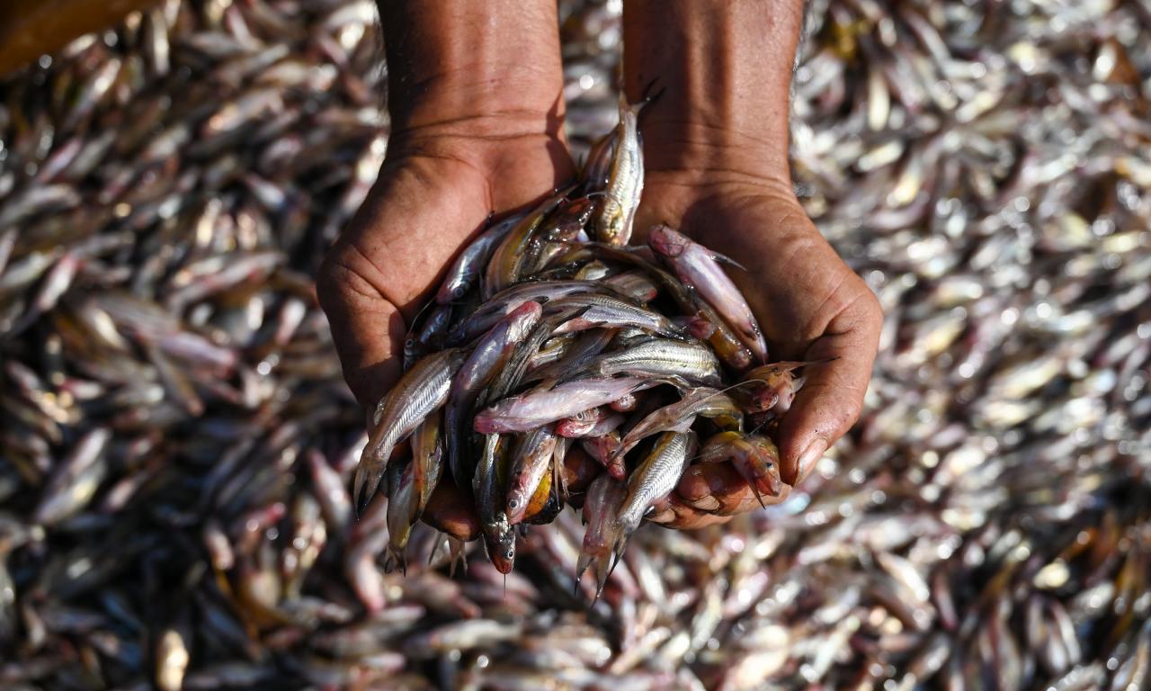 Small fish being held in two hands