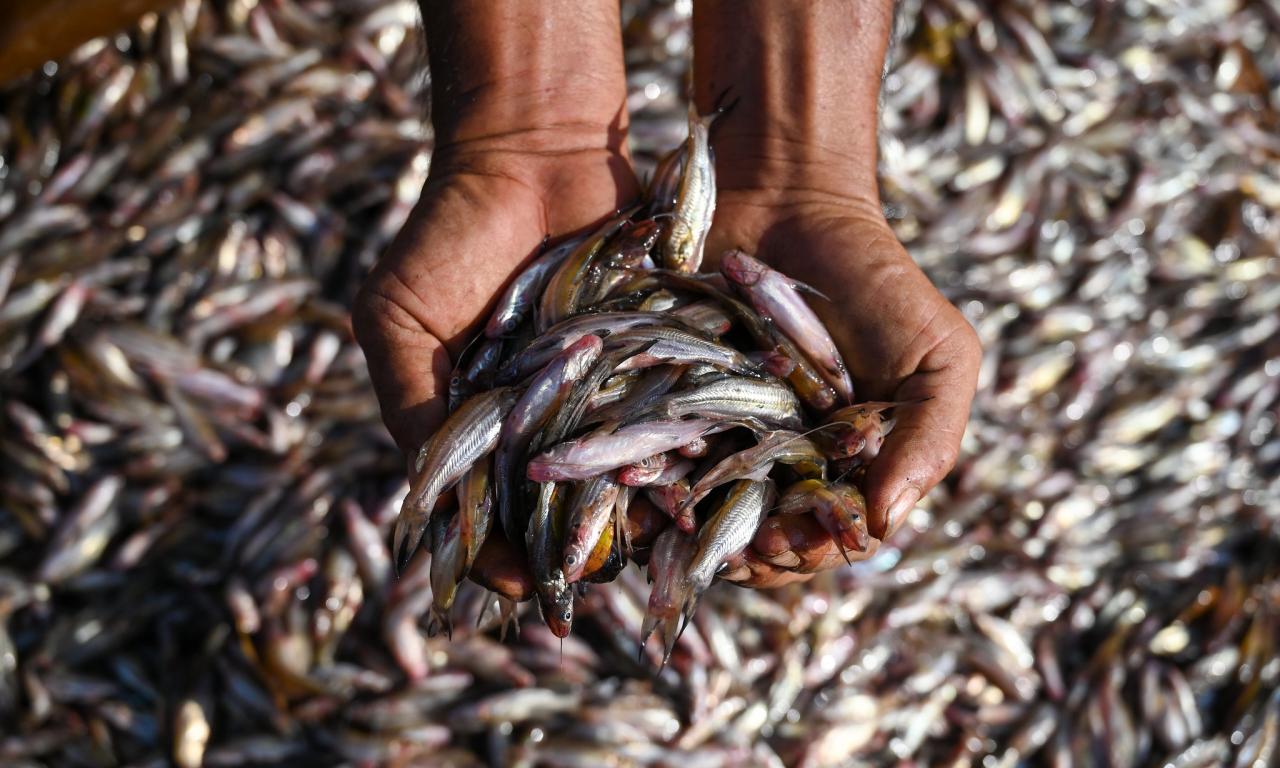 Aquatic foods are a major source of protein, micronutrients and essential fatty acids. Photo by Neil Palmer