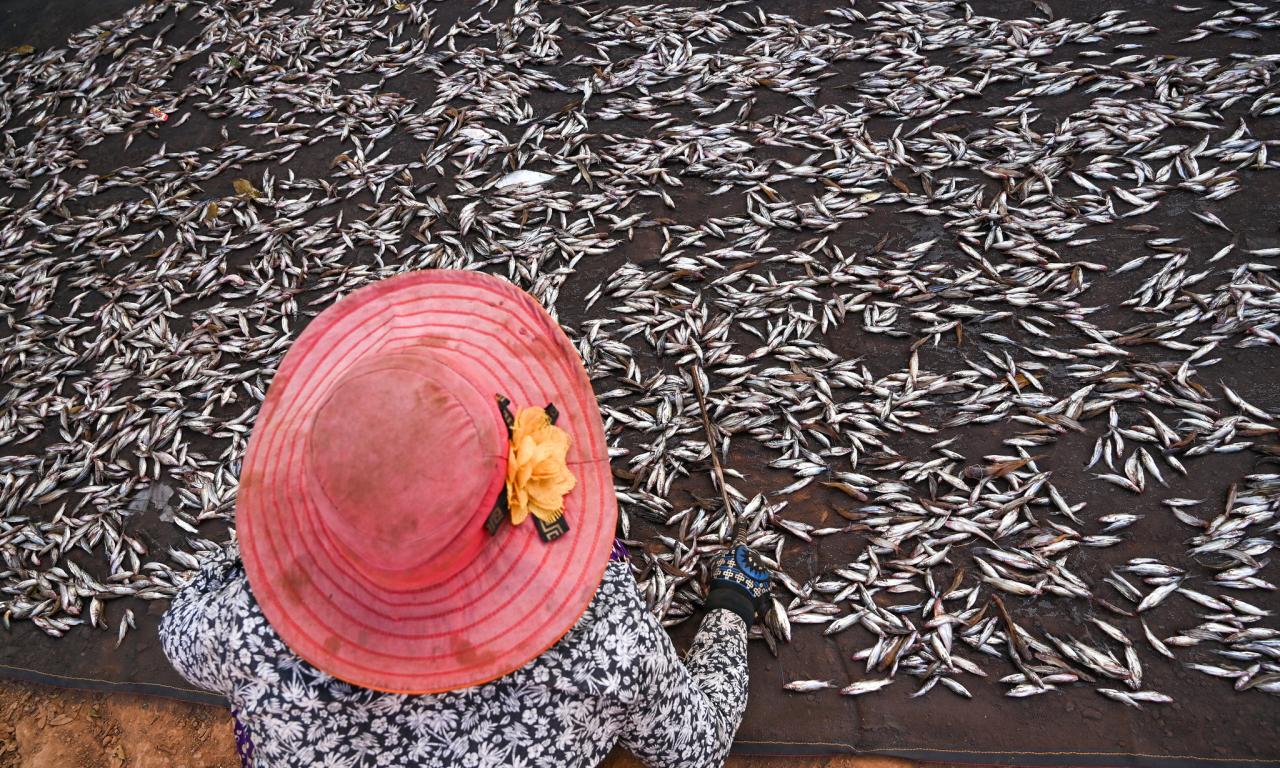 Fish drying on the roadside near Tonle Sap Lake in Siem Reap, Cambodia. Photo by Neil Palmer.  