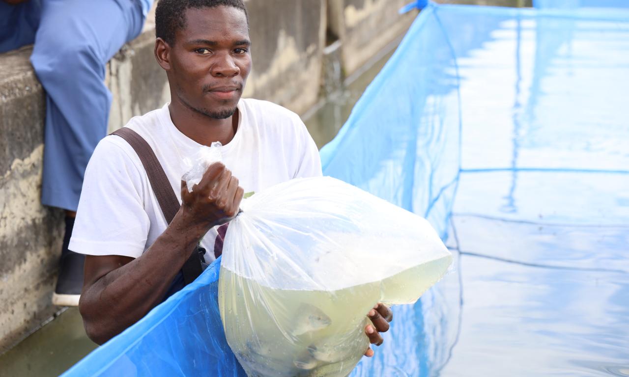 Tilapia fingerlings being brought at the NARDC aquaculture ponds in Kitwe, Zambia. Photo by Doina Huso.