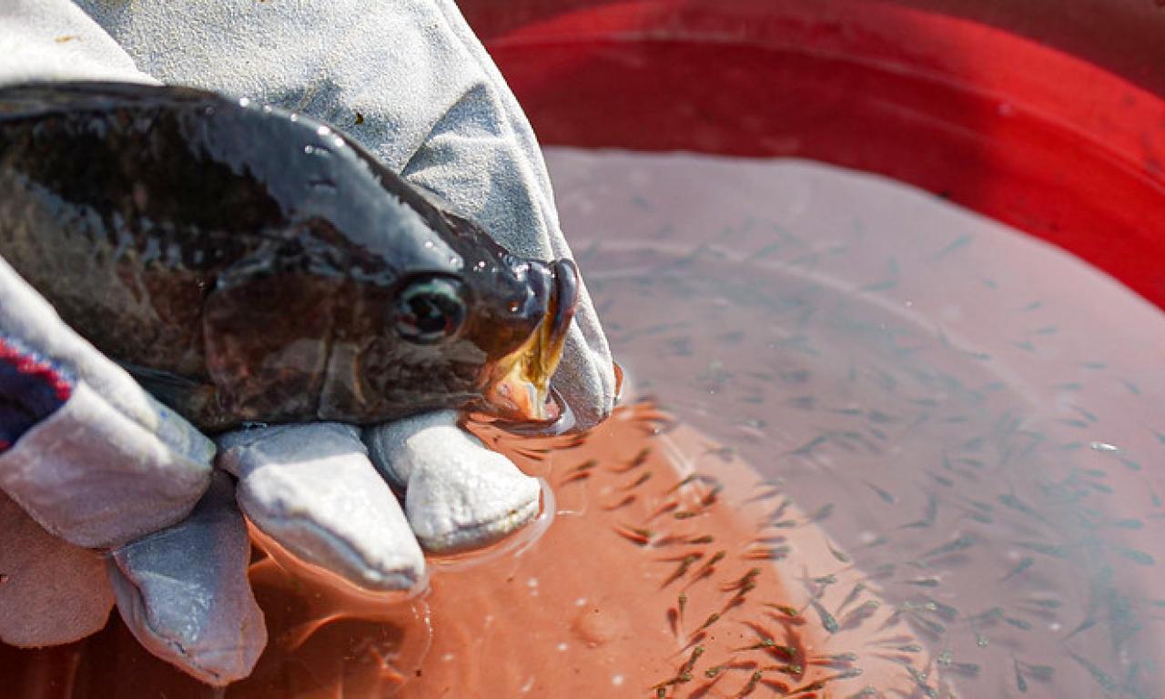 Cover photo: Releasing fry from a mouth brooding tilapia in Nigeria. Photo by Adesanya OmotomiwaI/ITA and Olaniyi Ajibola/WorldFish.