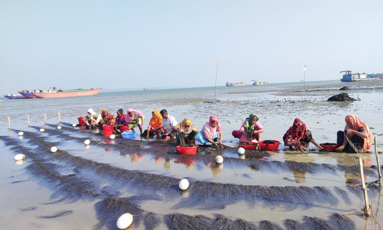 Seaweed harvesting by fishers in Bangladesh