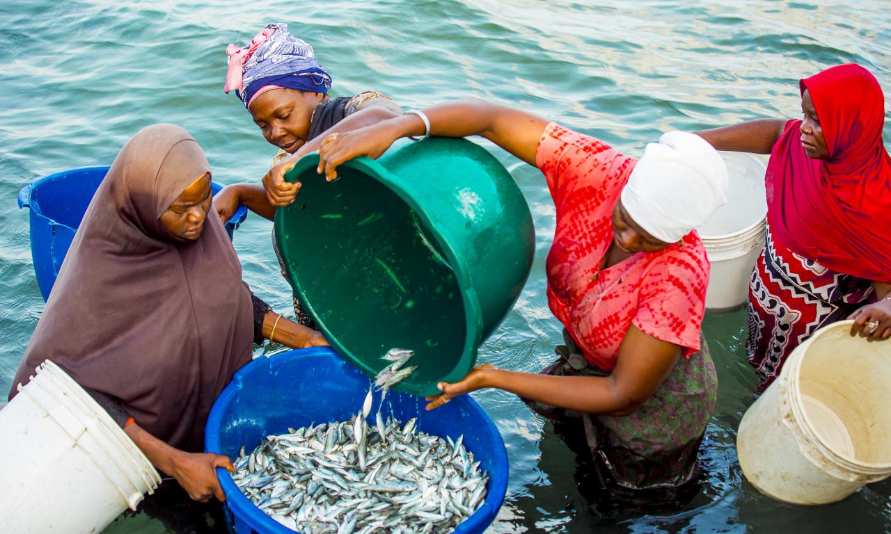 Small pelagic fish processors from Mafia Island, Tanzania, collecting fish from a fishing boat after landing, preparing them for processing and storage. Photo by Festo Lumwe.