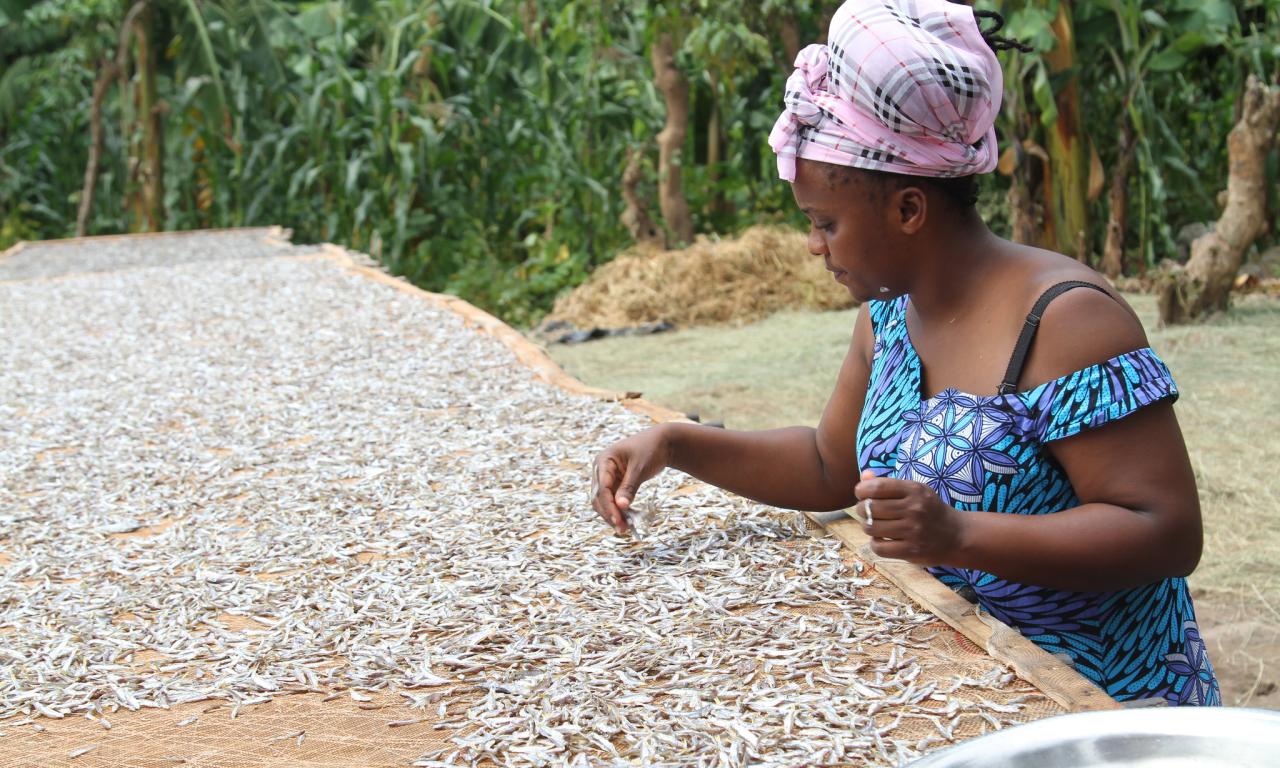 Drying dagaa on old drying racks-Photo Deogratius Simbila EMEDO