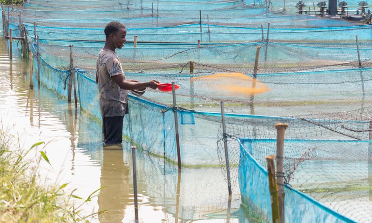 Feeding fish on a commercial farm in Nigeria, where feed decisions shape costs, growth, and farm performance. Photo: Sam, WorldFish.