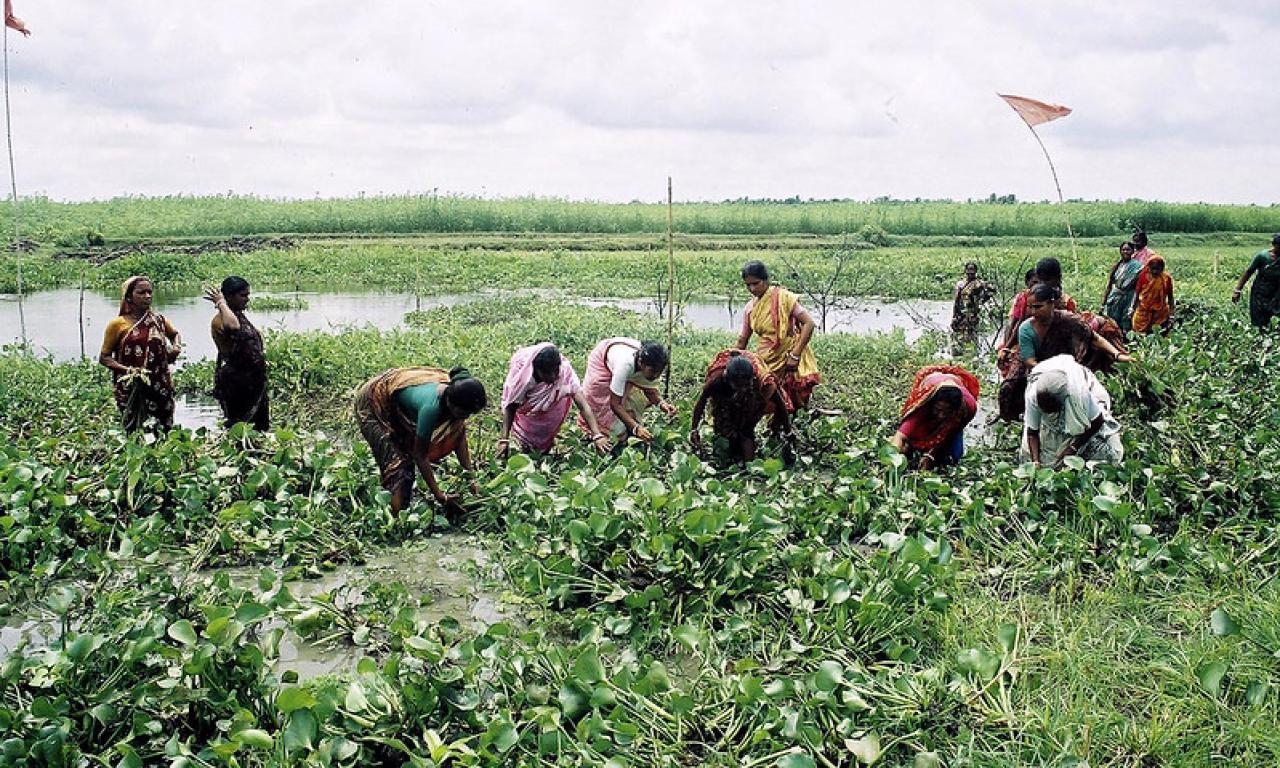 A group of women working together to cultivate fish and vegetables in a community-based fisheries management in Bangladesh. Photo by CBFM-Fem Com Bangladesh. 
