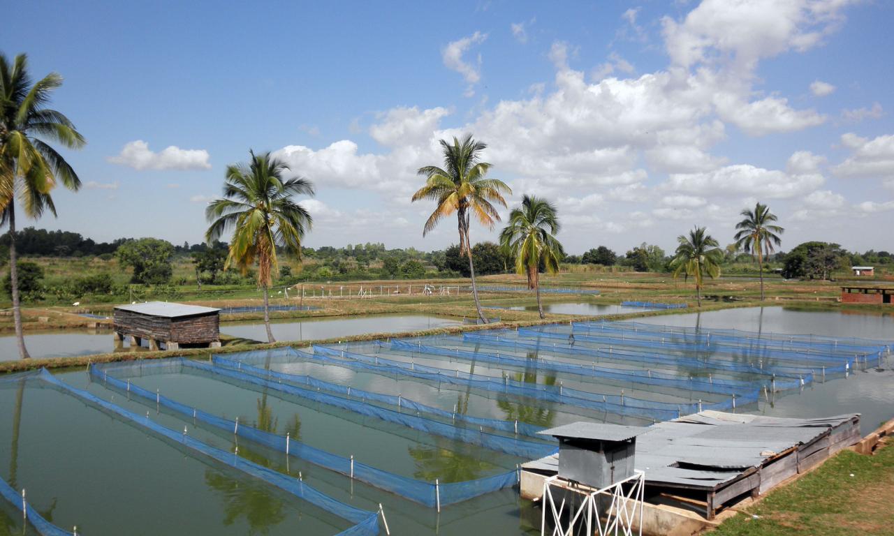 Fish breeding hapas at National Aquaculture Centre, Zomba, Malawi. Photo by Asafu Chijere. 