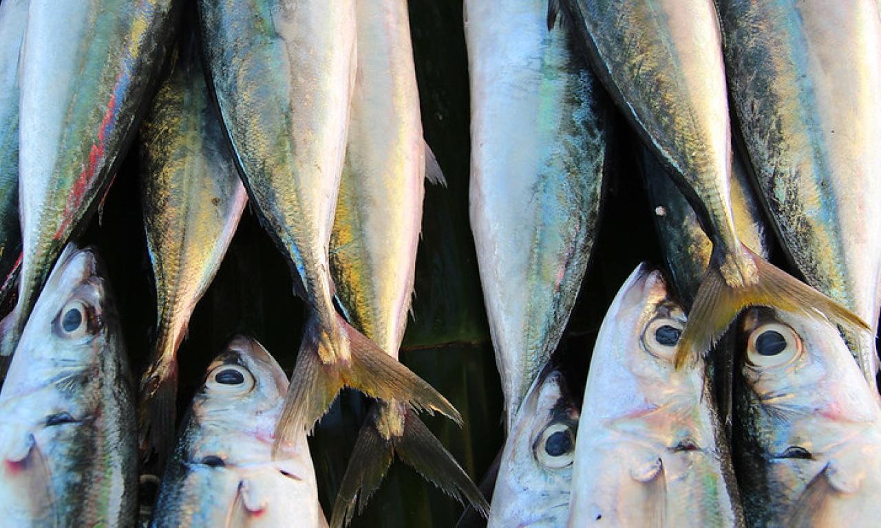 Locally caught fish at a roadside stall in Dili, Timor-Leste. Photo by Holly Holmes