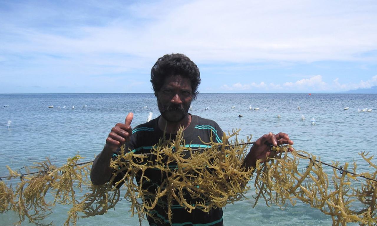 A farmer with seaweed in its culture site in Atauro Island, Timor-Leste. Photo by Jharendu Pant. 