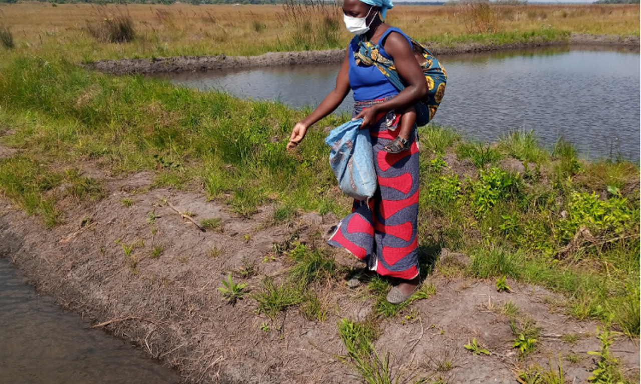 A fish farmer in Mungwi district feeding fish with commercial feed. Photo by Catherine Mwema.