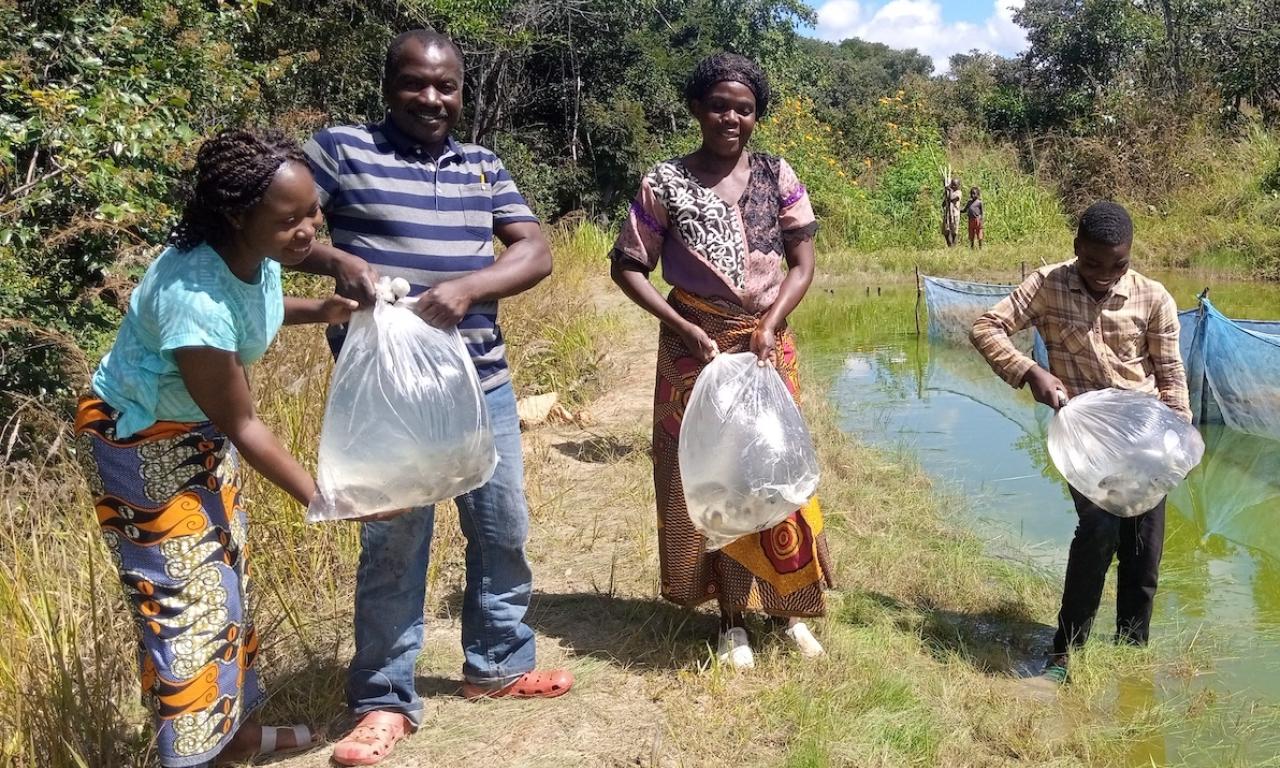 Mfune assisting a farmer to stock their pond. Photo: Mary Lundeba