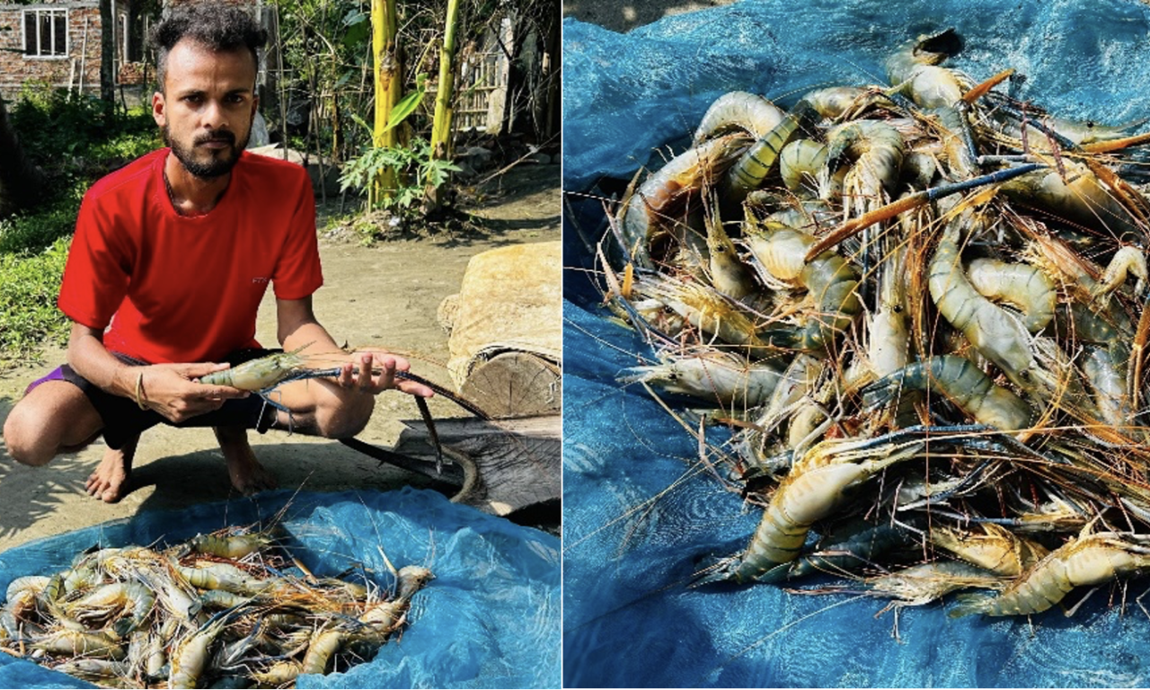A promising farmer in front of his harvest of prawn. Photo by Kashyap Borah, WorldFish.