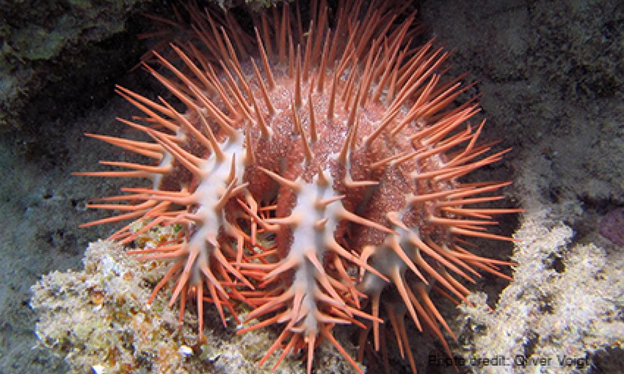 WorldFish’s Dr. John Benzie received recognition for his groundbreaking genetic studies on crown-of-thorns seastars in the 1990s and early 2000s. Photo by Oliver Voigt