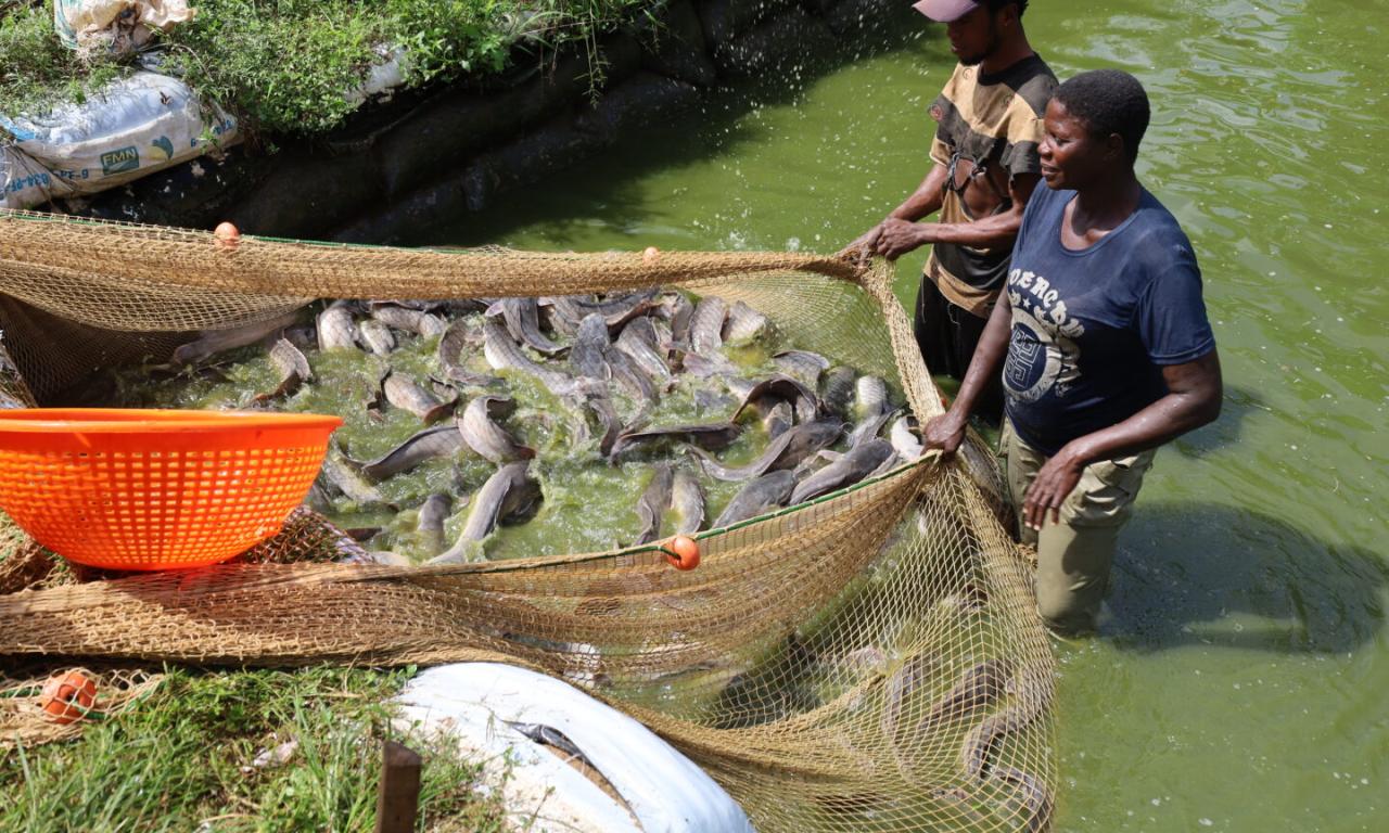 Farmed Catfish in Nigeria