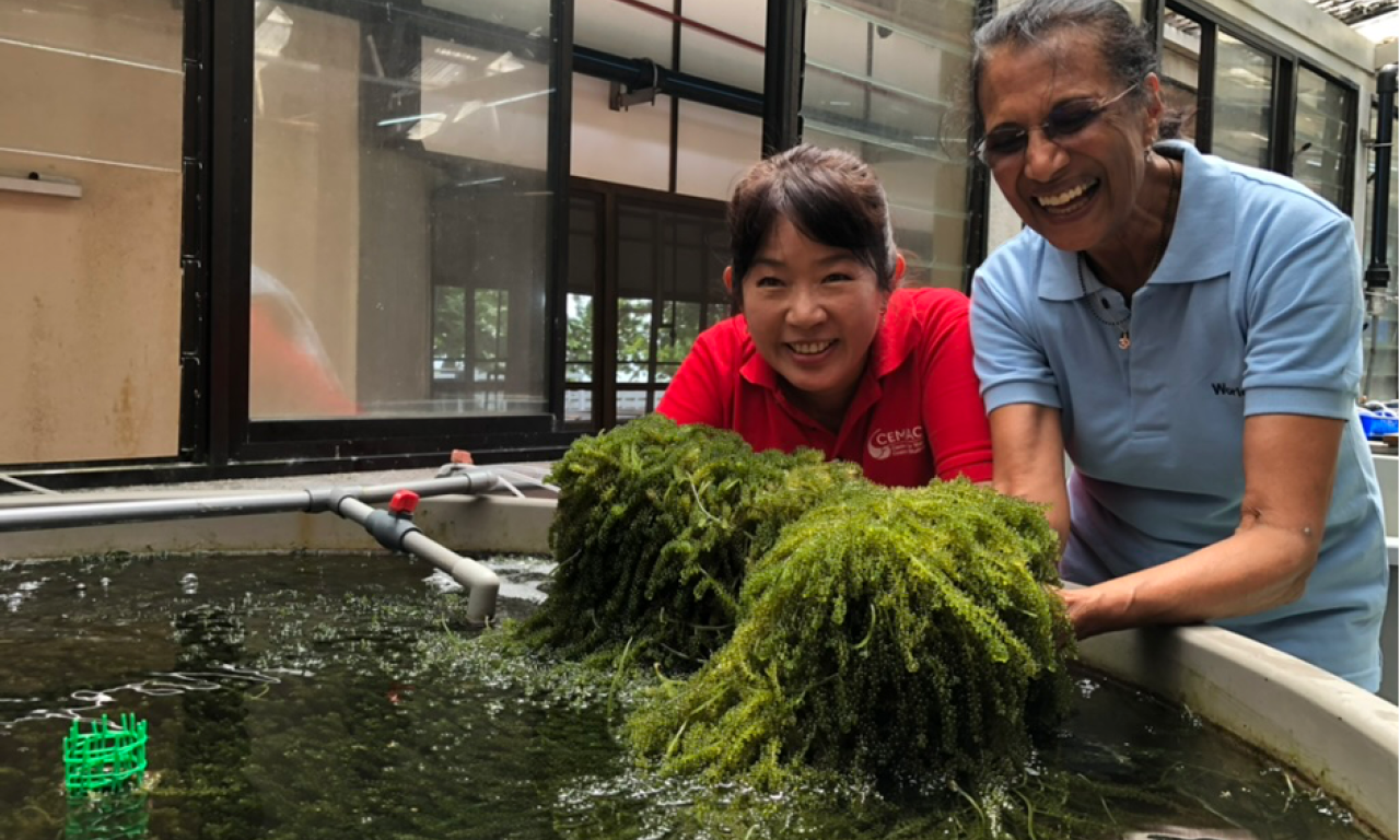 Caulerpa is an edible green seaweed that is also commonly known as sea grapes due to the formation of small air bubbles surrounding its stems. Photo by Sean Lee Kuan Shern