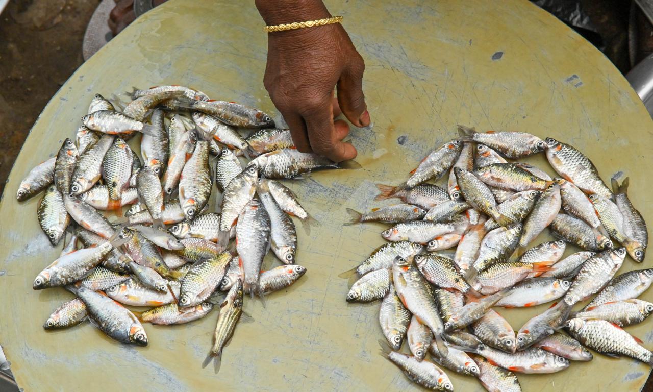 Advancing Nutrition-Sensitive Aquaculture: Building capacity for mass seed production of small Indigenous fish species. Photo by Sourabh Kumar Dubey, WorldFish.