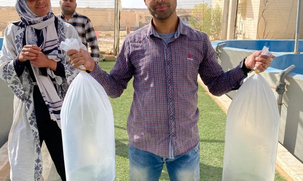 Delivery of 10,000 mixed-sex Abbassa strain tilapia fingerlings to the Applied Research Centre hatchery in in Matrouh. Photo by Ashraf Khairy, Research Assistant, WorldFish, Egypt.jpg