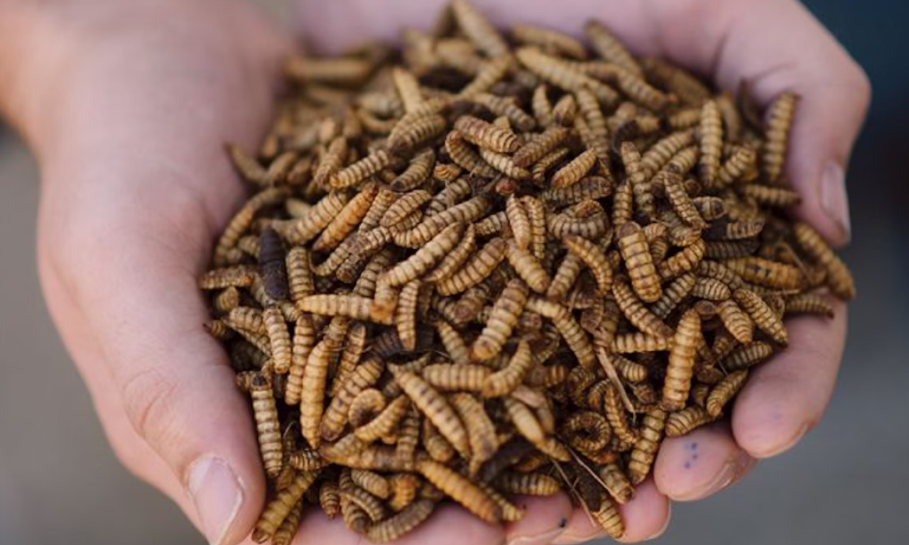 Dried black soldier fly larvae. Photo courtesy of EnviroFlight.