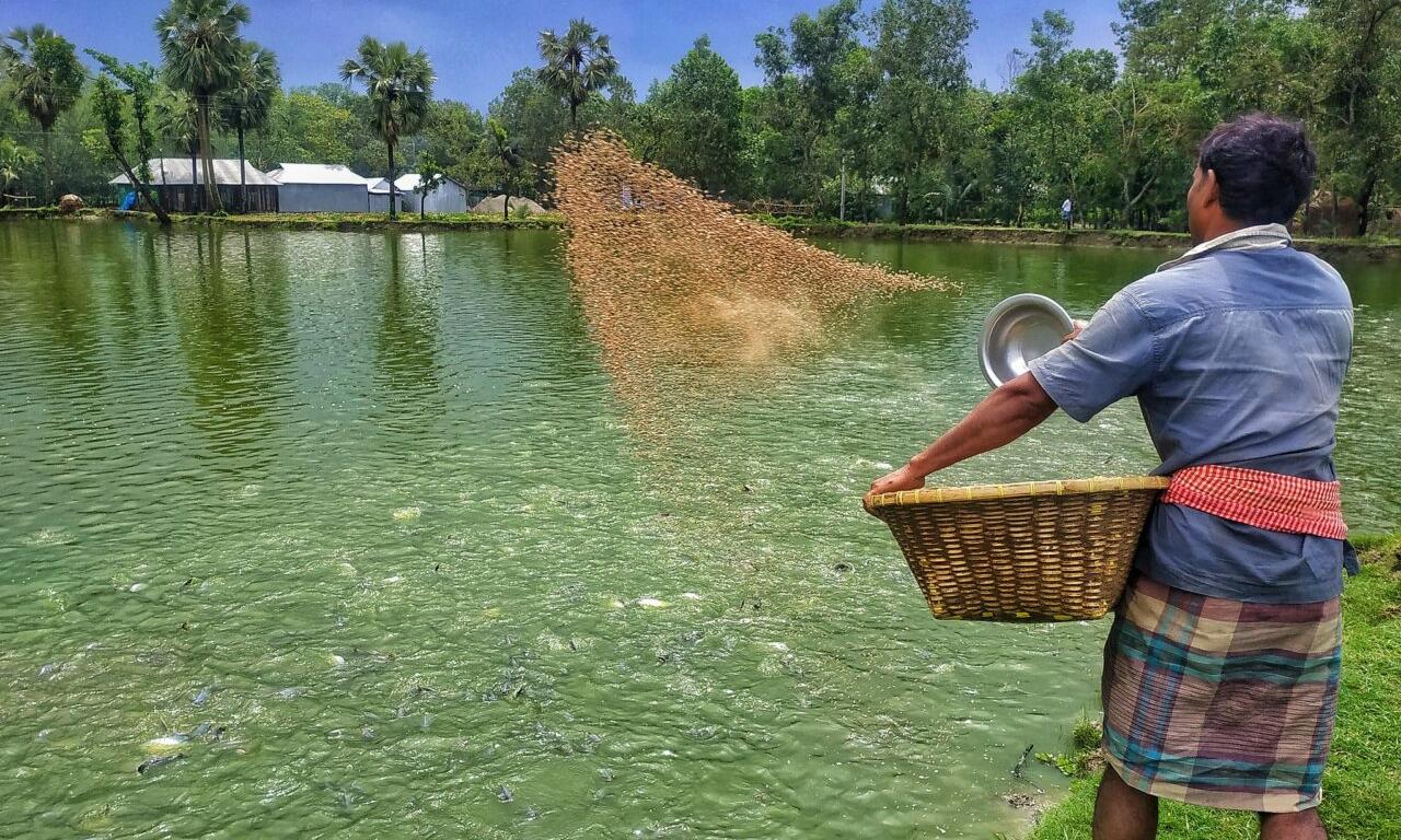 A farmer feeding fish in his pond in Comilla, Bangladesh. Photo by Saikat Mandal Tanu, WorldFish