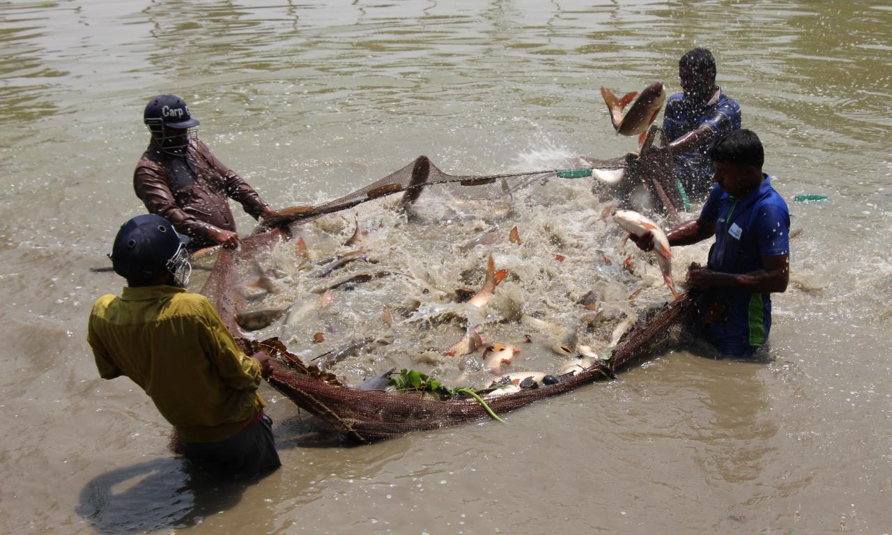 Aquatic food systems offer diverse solutions for tackling malnutrition, lowering the environmental footprint of our food systems and lifting millions of people out of poverty