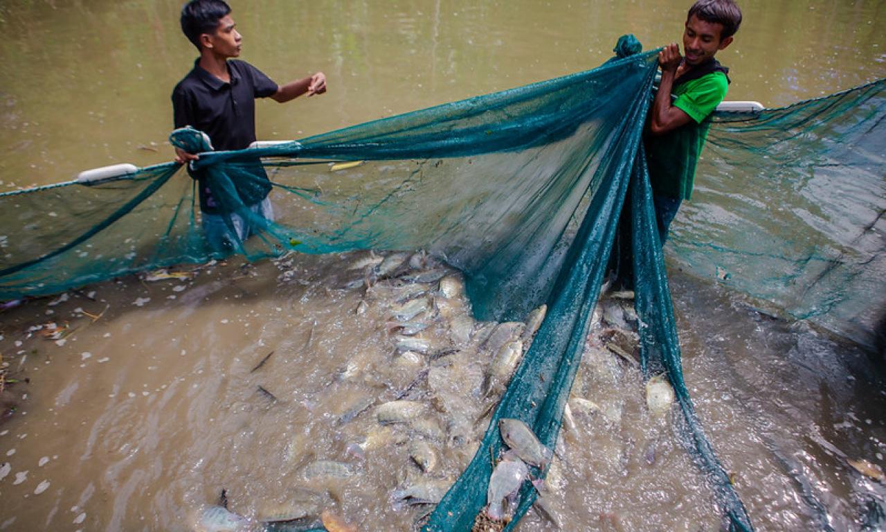 Fish farmers harvest genetically improved farmed tilapia. Photo: Shandy Santos