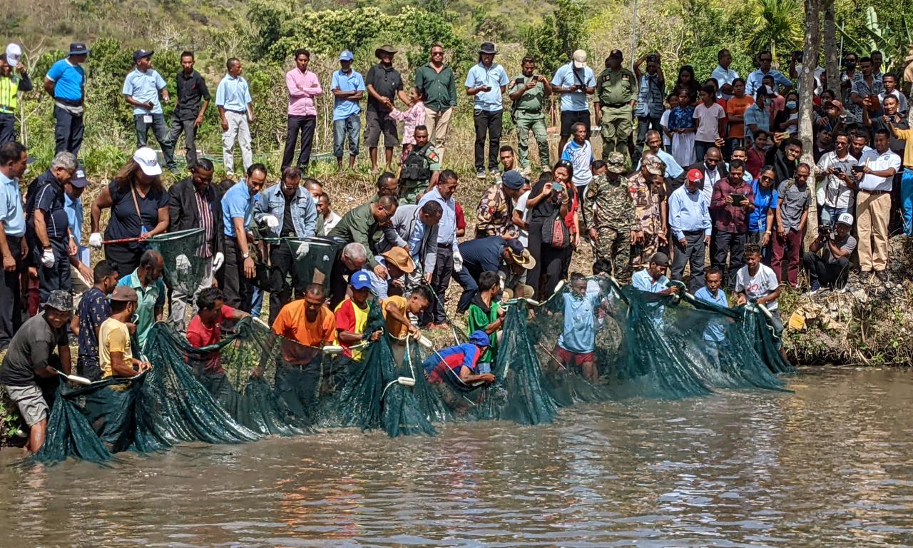 GIFT harvest in Timor-Leste