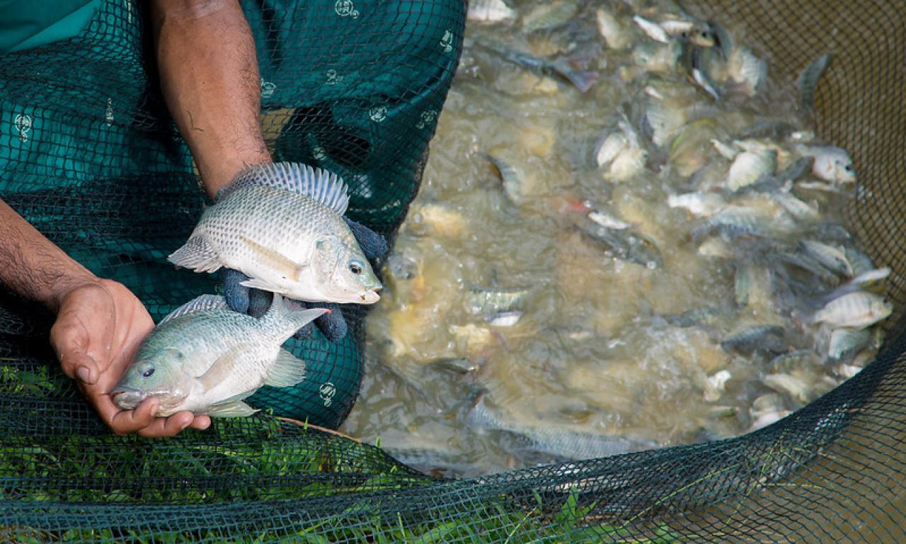 Genetically improved farmed tilapia (GIFT) in Jitra, Malaysia. Photo by WorldFish.