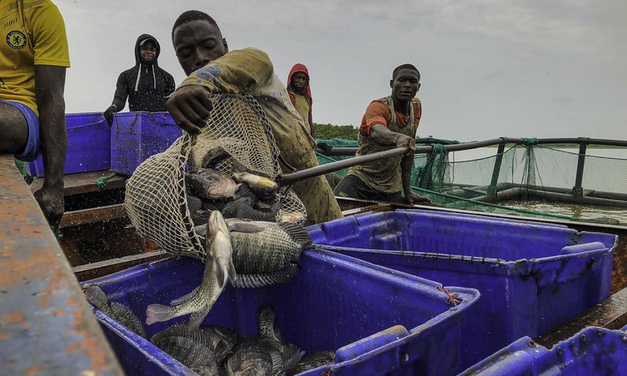 With its abundant water resources, Nigeria can leverage its fisheries and aquaculture sector to significantly improve nutrition in their diet, particularly in sub-Saharan Africa. Photo: D. Oguntade