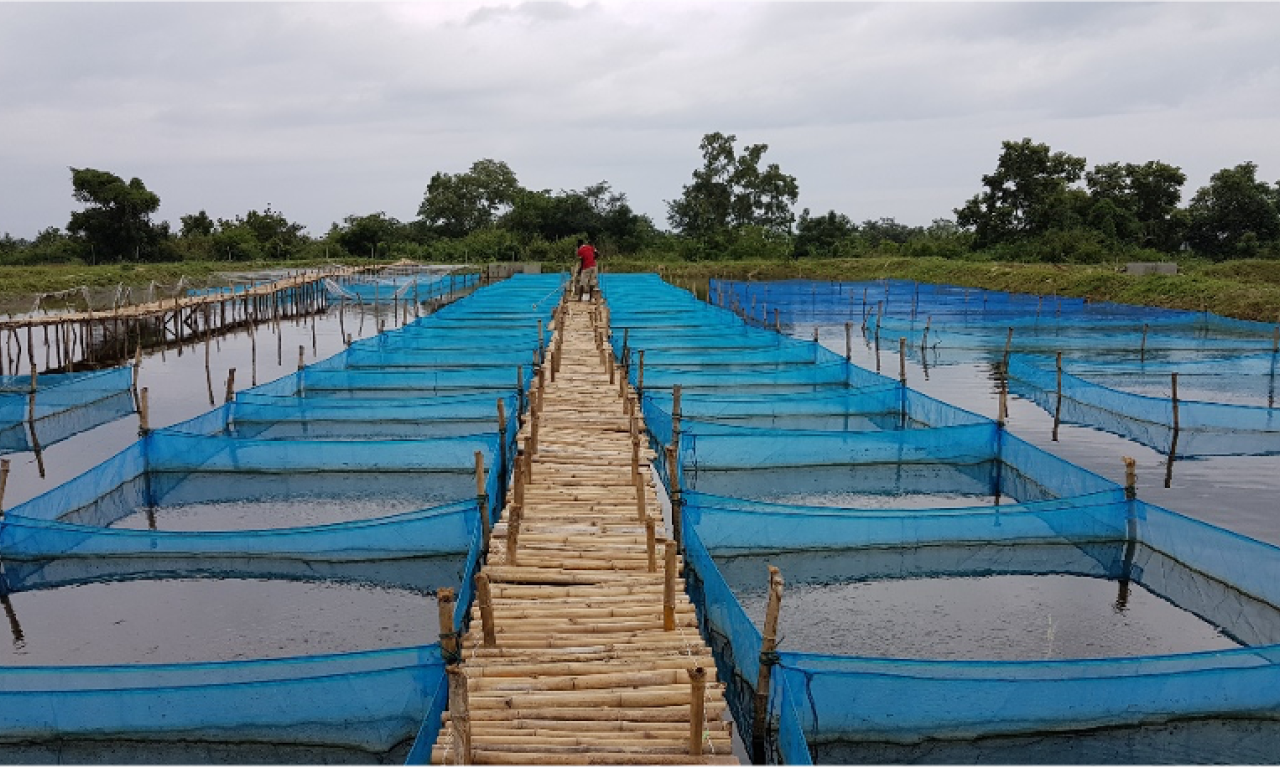 PAL Tilapia Hatchery. Photo by Premium Aquaculture Limited