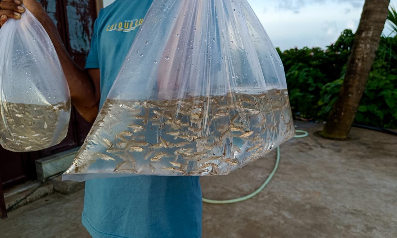 6 weeks old mola fry collected for sale.