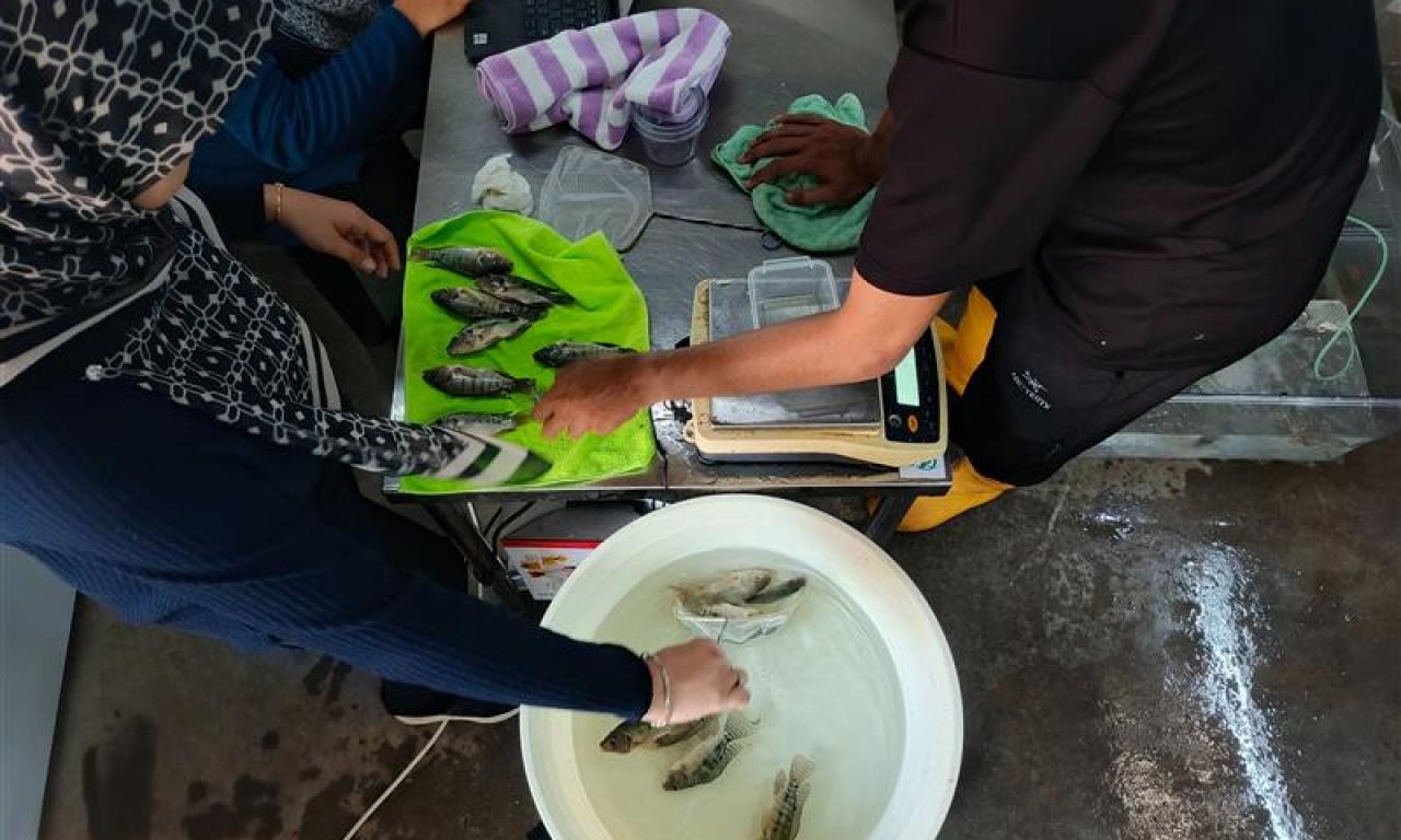 Researchers conduct digestibility experiments at Universiti Sains Malaysia in Penang to evaluate the nutritional value of locally sourced feed ingredients.