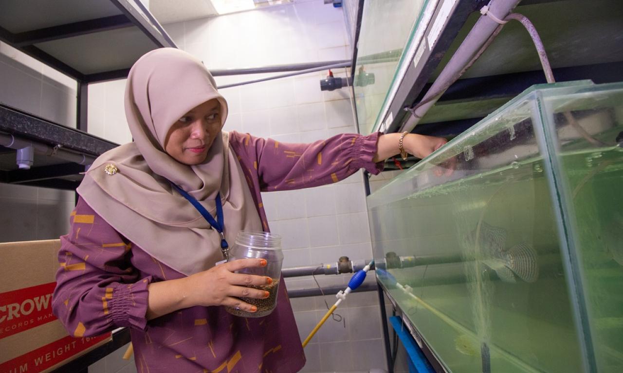 Nurulhuda Ahmad Fatan carries out fish growth experiments to test the aquatic feeds that she formulated and produced. Photo by Sam Sh’ng Sh’ng.