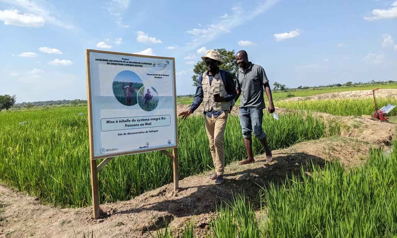 Rice- Fish Farmer Bernard