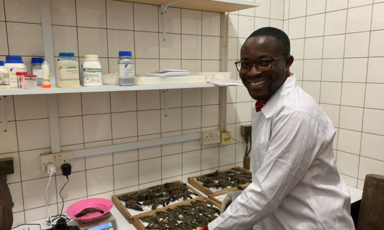 Philip Kwasi Banini in the lab with sampled shrimps along the 570 km coast of Ghana for molecular work for his M.Phil. Aquaculture at the Marine and Fisheries Sciences Department, University of Ghana, Legon. Photo by Mabel Ackah.