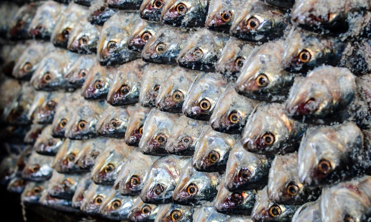 Stocked salty hilsa, Bangladesh. Mohammad Mahabubur Rahman, 2016.