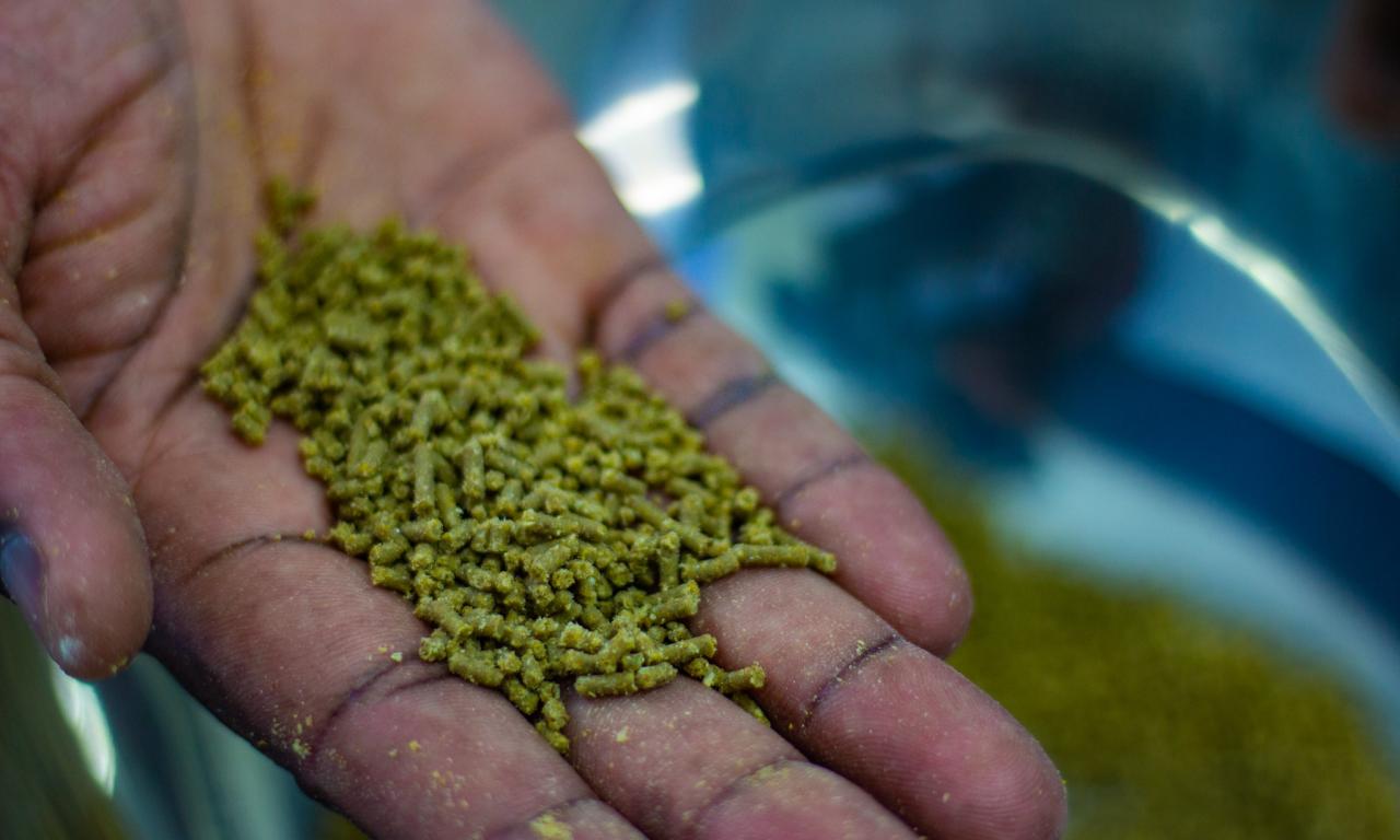 WorldFish partners with Norad to develop low-cost and highly nutritious aquatic feeds. Photo by WorldFish