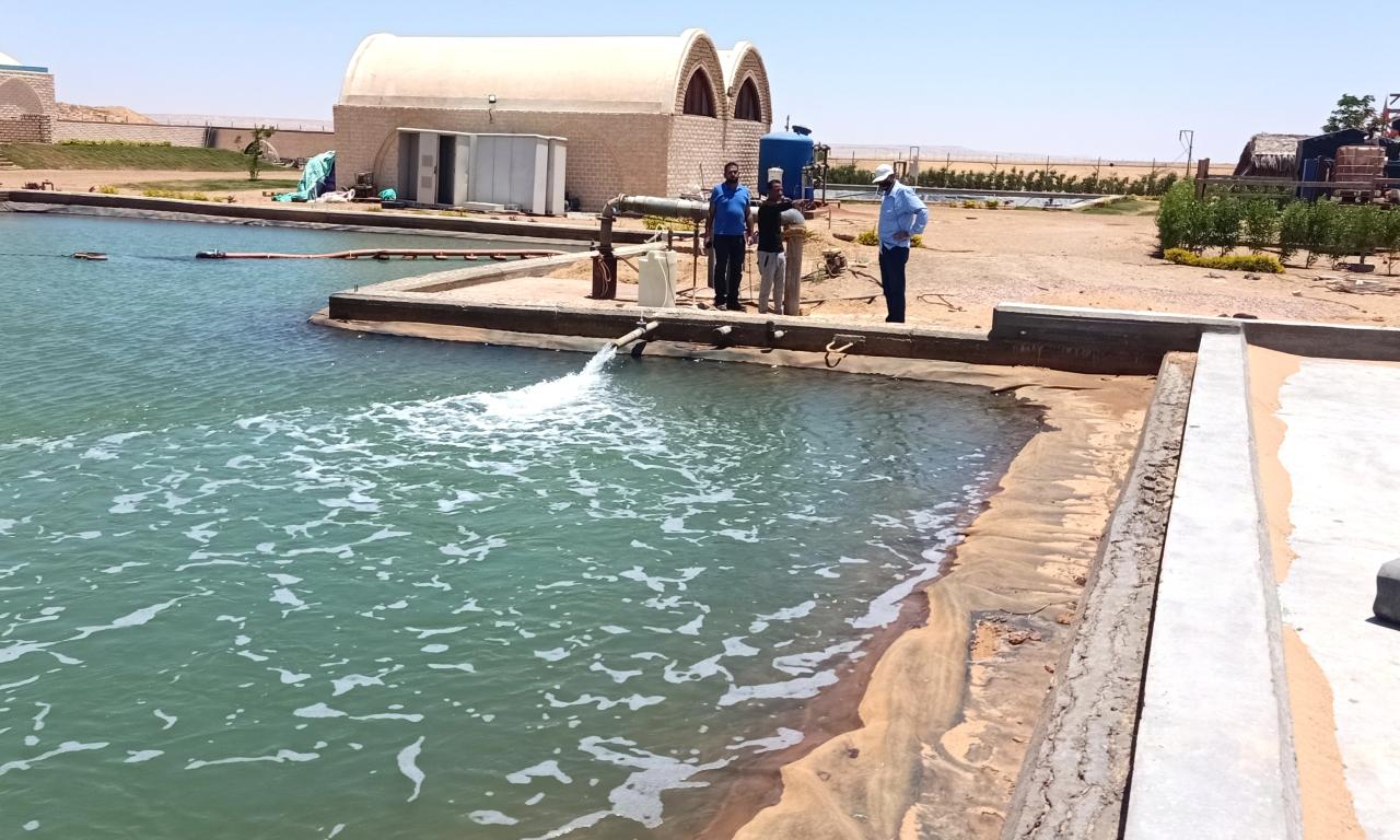 WorldFish visit under F2R-CWANA, to an Integrated Agriculture-Aquaculture (IAA) farm in Wadi Moghra, Marsa Matrouh governorate, Egypt. Photo by Ahmed Nasr-Allah, Country Representative, WorldFish – Egypt.