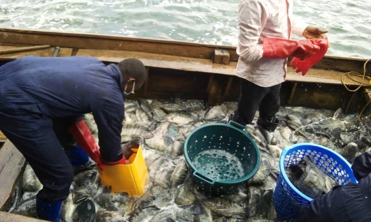 Income generation by the youths in cage culture of tilapia in Lake Kivu, DRC. Photo by Janvier Mushangalusa.jpg