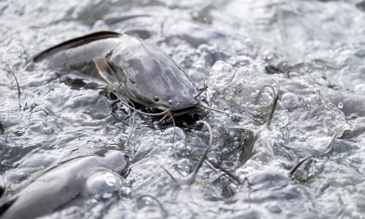 According to the team, all of the surveyed fish farms reared catfish. Only 11 of these farms also reared tilapia. (Photo credit: Pandit from Adobe Stock)