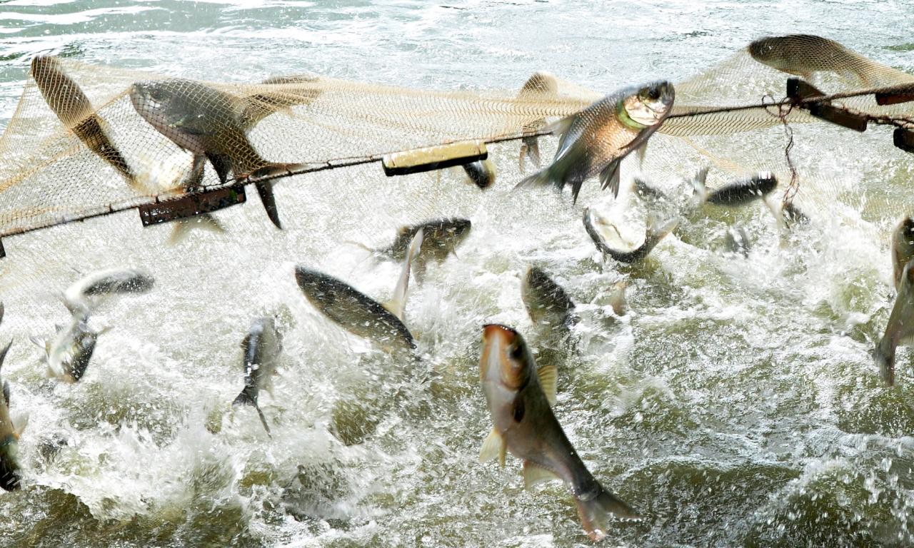 The CGIAR Research Program on Fisheries Agri-Food Systems (FISH) came to a successful conclusion after providing five years of evidence. Photo by Balaram Mahalder