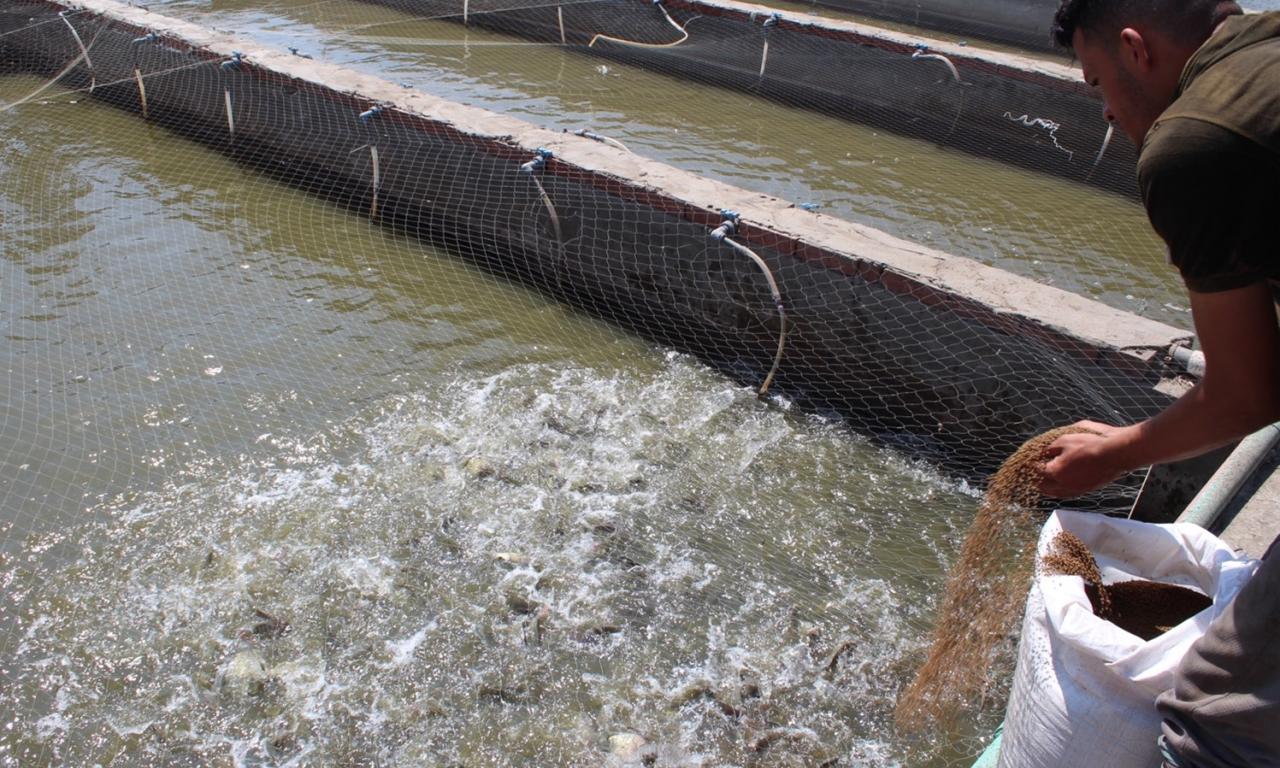 A worker feeds the Abbassa strain Nile tilapia reared in WorldFish's in-pond raceway system (IPRS) in Abbassa, Egypt. Photo by WorldFish.