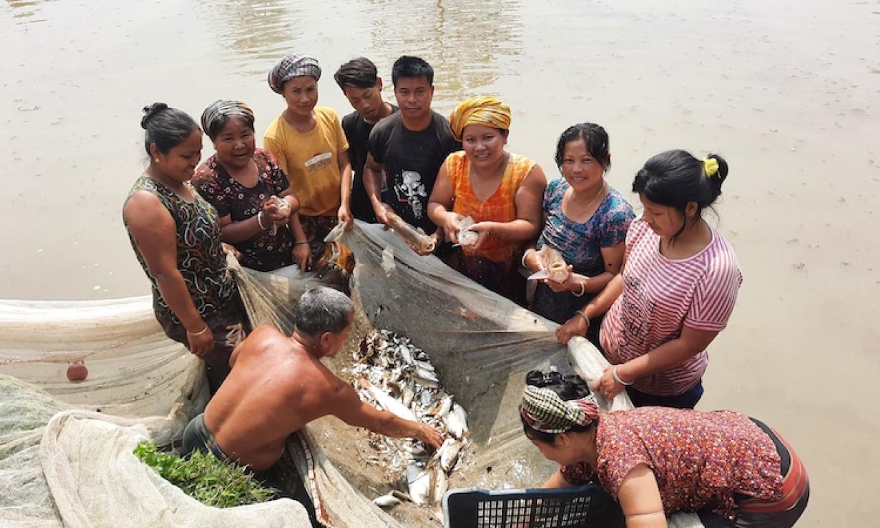 A women-led fish harvesting group in Rowangchhari, Bandarban. Photo: WorldFish, Bangladesh