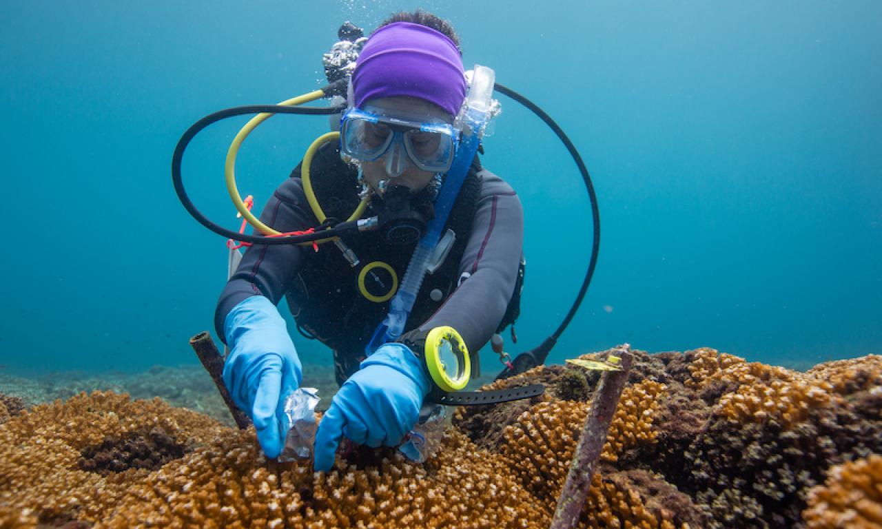 Decolonizing ocean science means ensuring local capacity is recognized and supported and local priorities guide what science is funded and implemented. Photo: Ana Endara, STRI. 