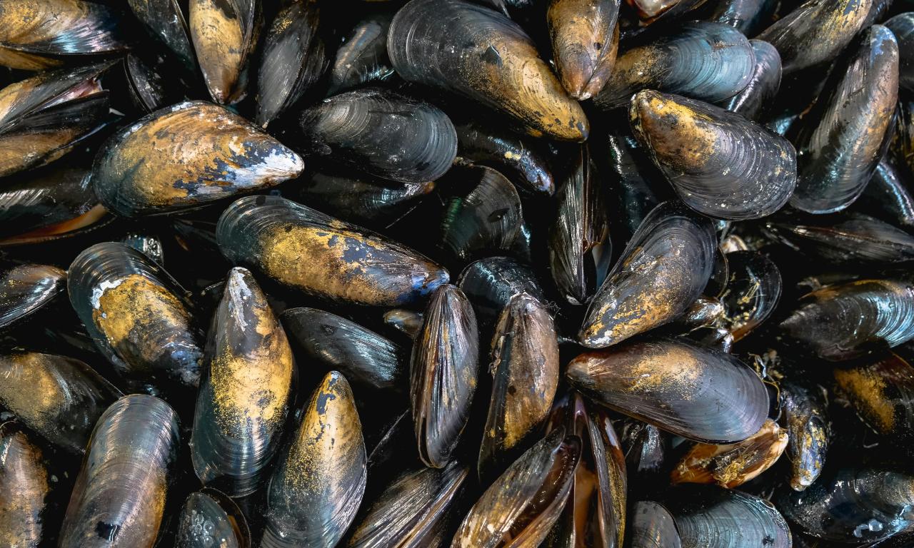 mussels