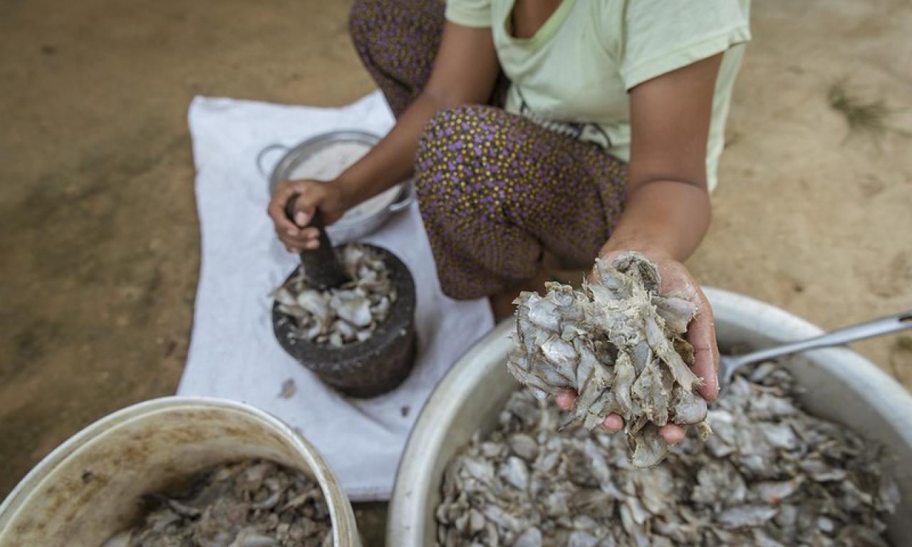 Cambodians have been consuming Prahoc for generations and it serves as a key source of protein and essential nutrients in their diet. Photo: Fani Llauradó