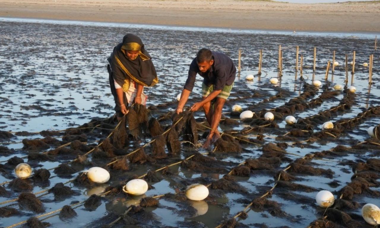 Seaweed is able to sequester an average of 173 megatons of carbon annually worldwide. Photo by Asad Rassel.