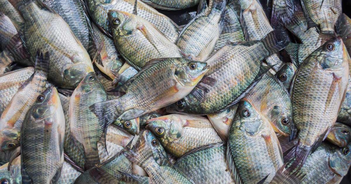 Tilapia aquaculture: Potential for India in meeting food, nutritional and livelihood security | WorldFish Tilapia aquaculture: Potential for India in meeting food, nutritional and livelihood security | WorldFish