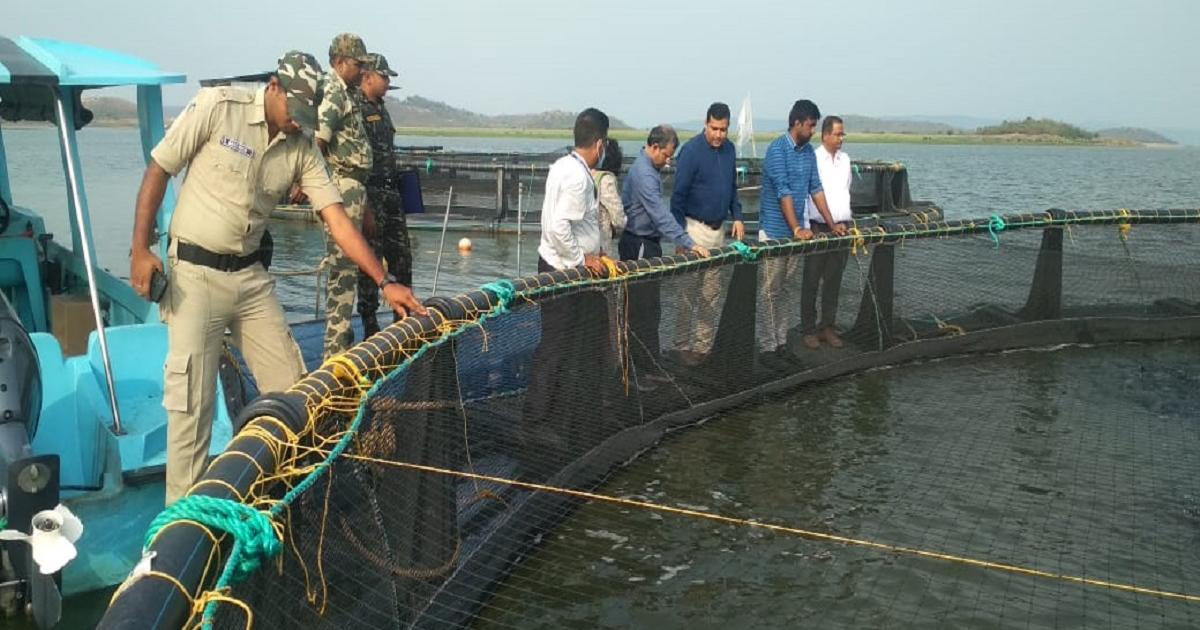 Cage culture for fisheries holds promise