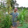Vegetable growing around ricefield pond edge in Cambodia